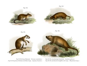 Ratto dell